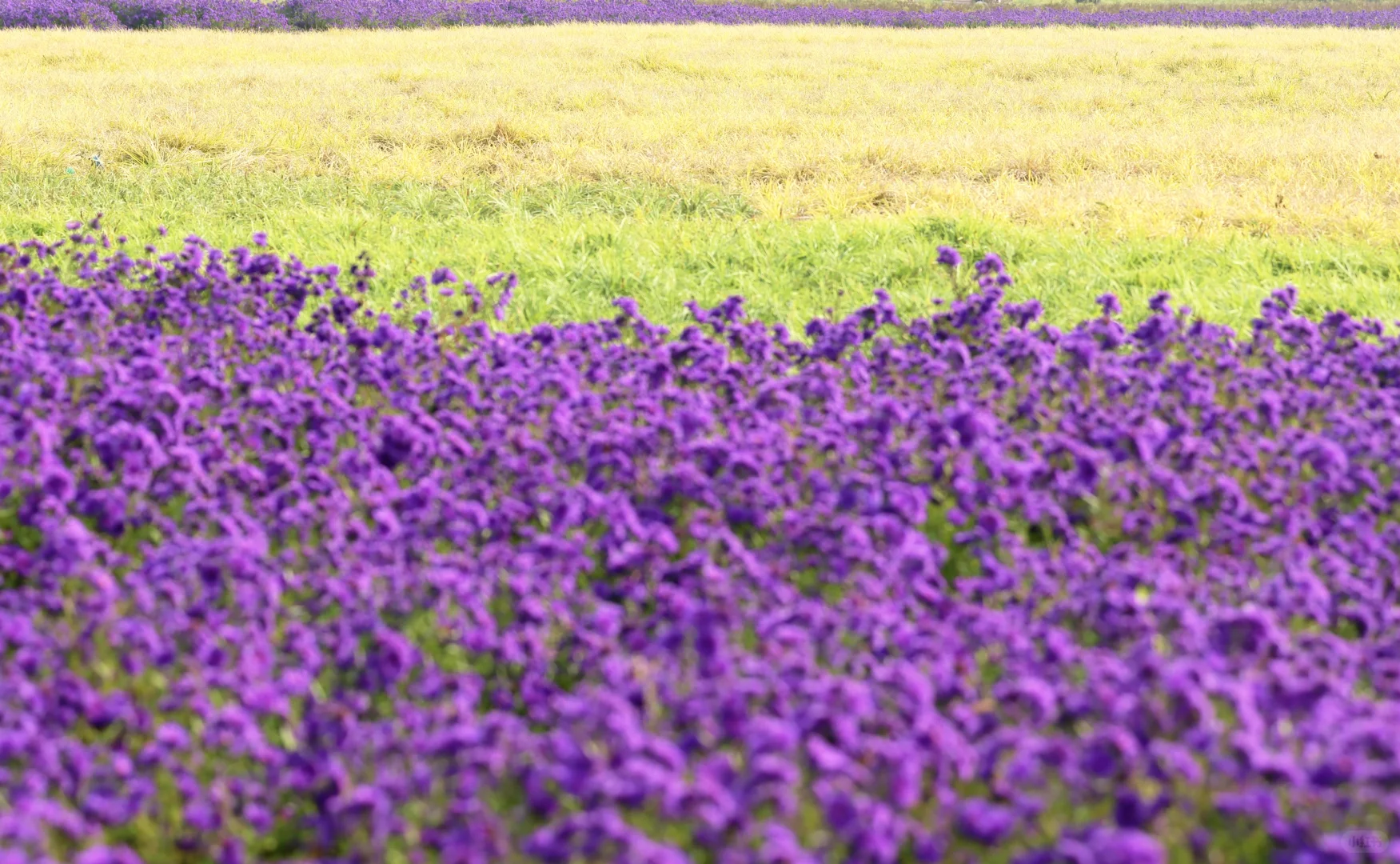 一亩园和旁边的颐和园