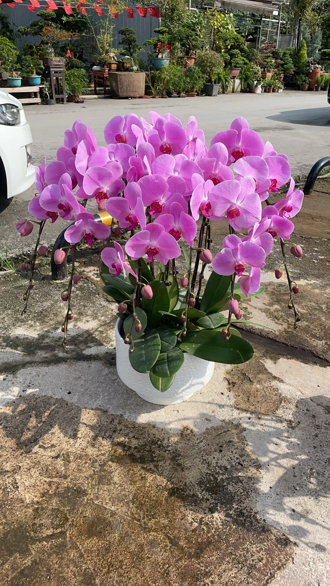 重庆蝴蝶兰批发、主城区可送货上门