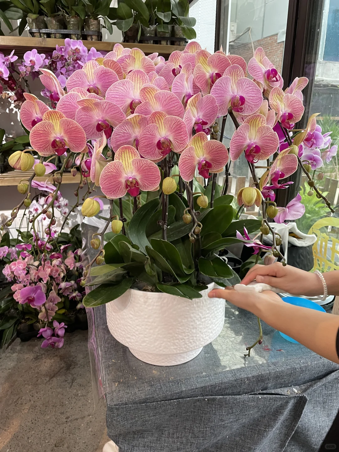 重庆蝴蝶兰批发、主城区可送货上门