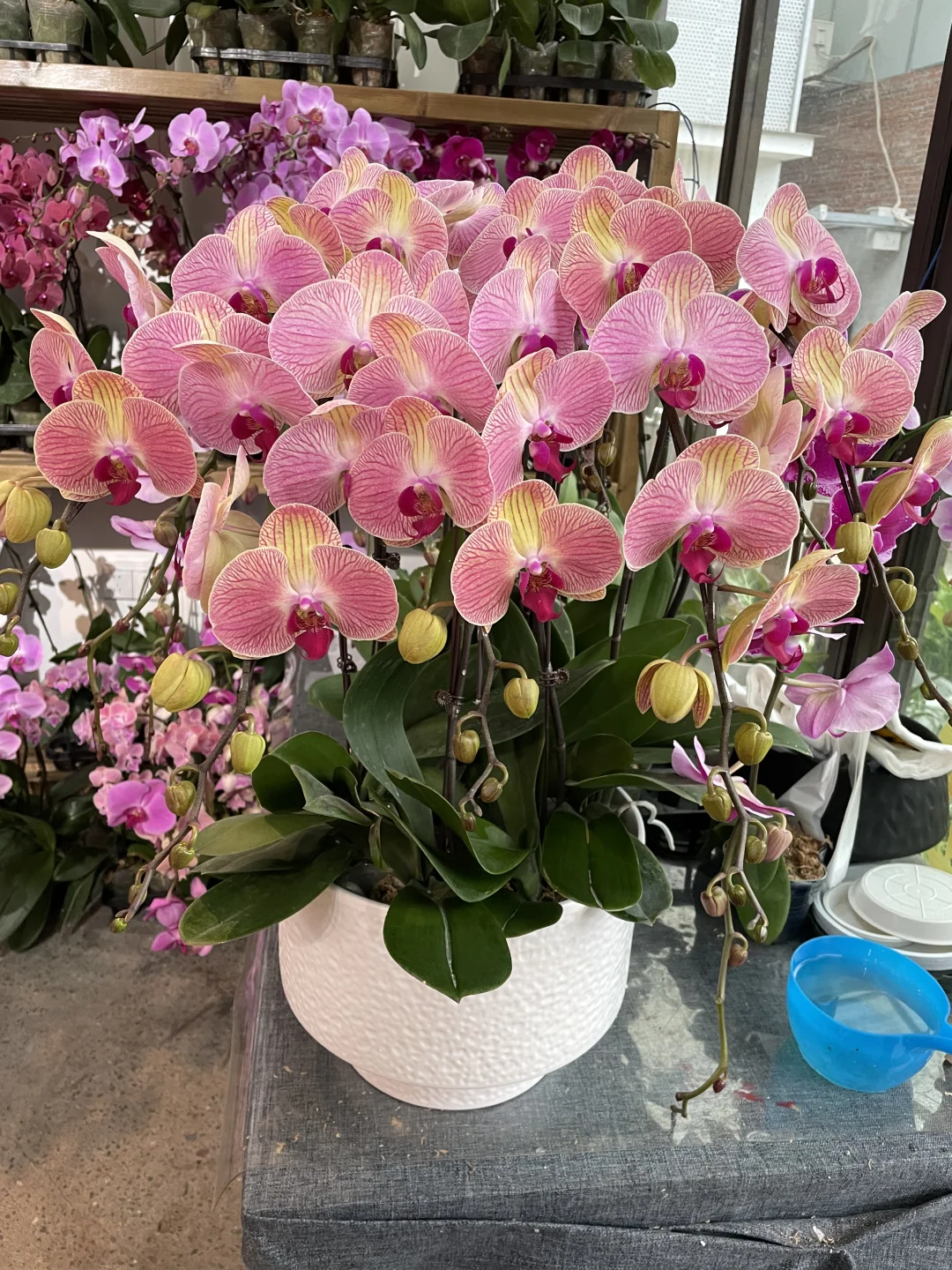 重庆蝴蝶兰批发、主城区可送货上门