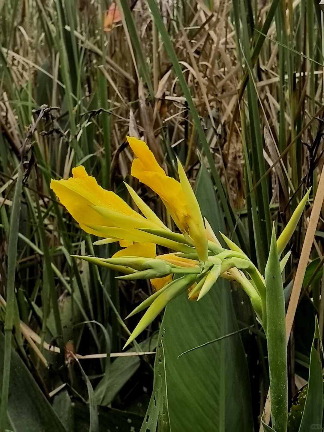 娇艳欲滴的美人蕉☔️