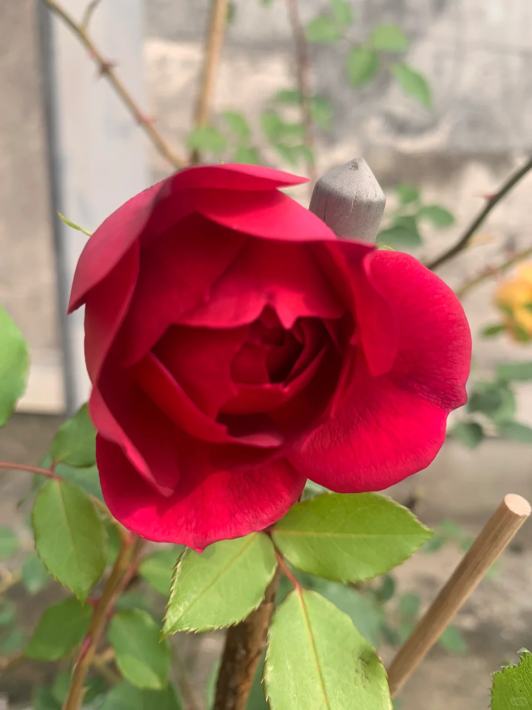 芬芳扑鼻、娇艳可人的梅子布丁