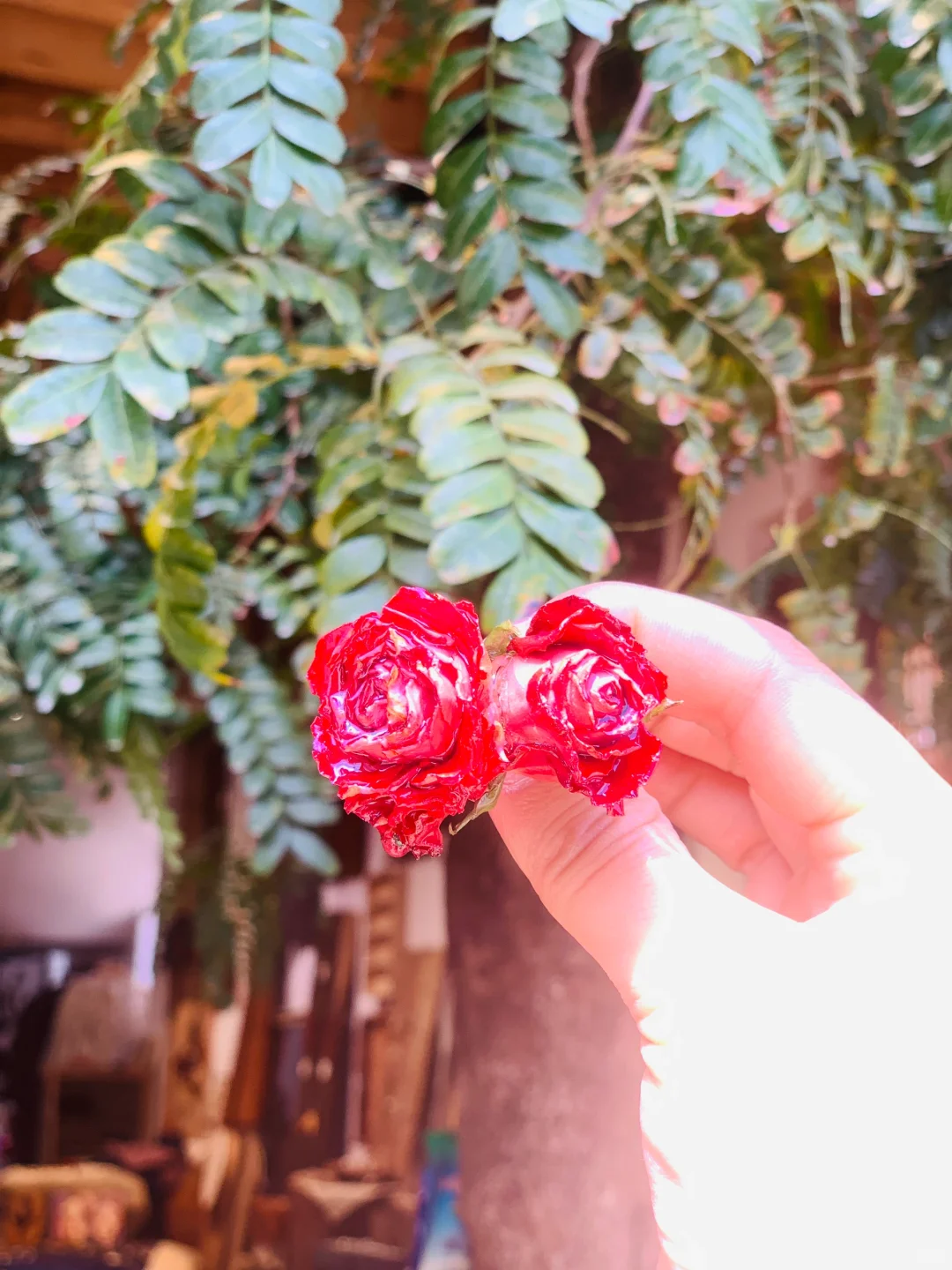 娇艳欲滴的真花胸针❤️❤️❤️