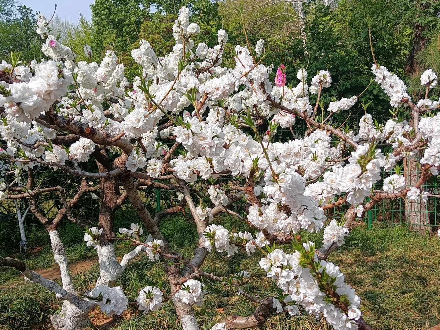 碧桃开满枝📍华灼特风姿