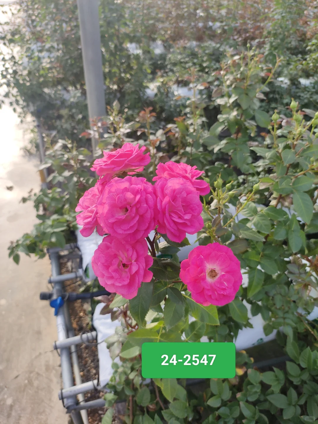 ✨ 缤纷玫瑰24-2547:花园里的浪漫诗篇