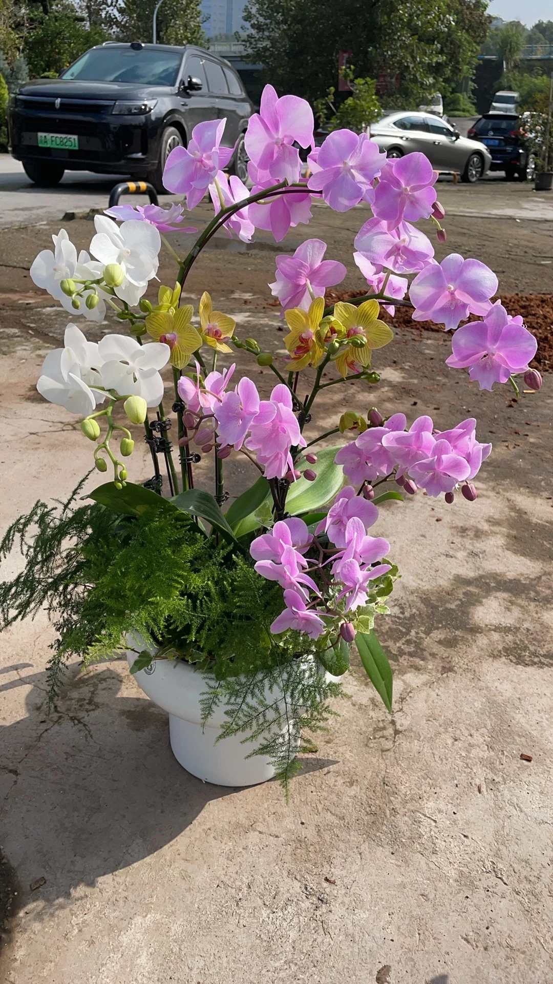 重庆蝴蝶兰批发、主城区可送货上门