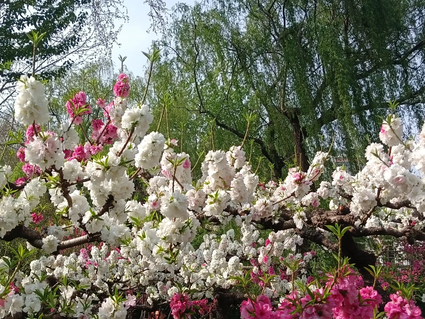 碧桃开满枝📍华灼特风姿