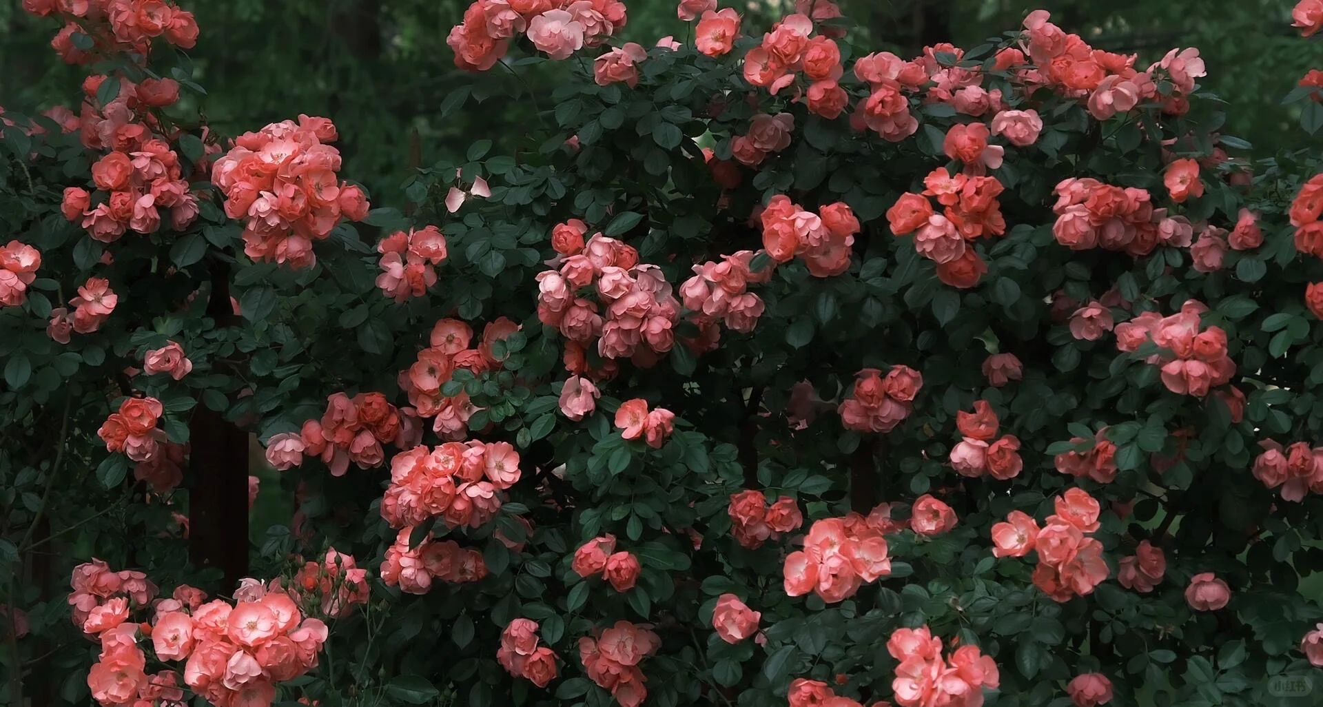 𝙬𝙖𝙡𝙡𝙥𝙖𝙥𝙚𝙧 ｜超清ipad电脑壁纸