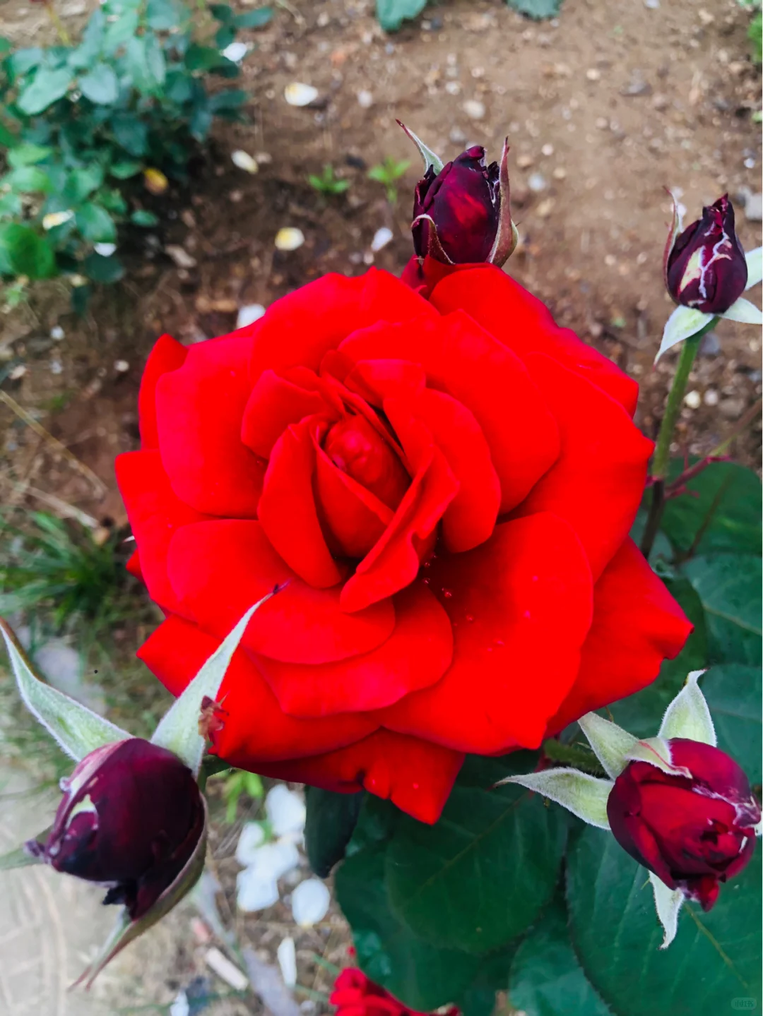 “娇艳欲滴” ——随手拍记