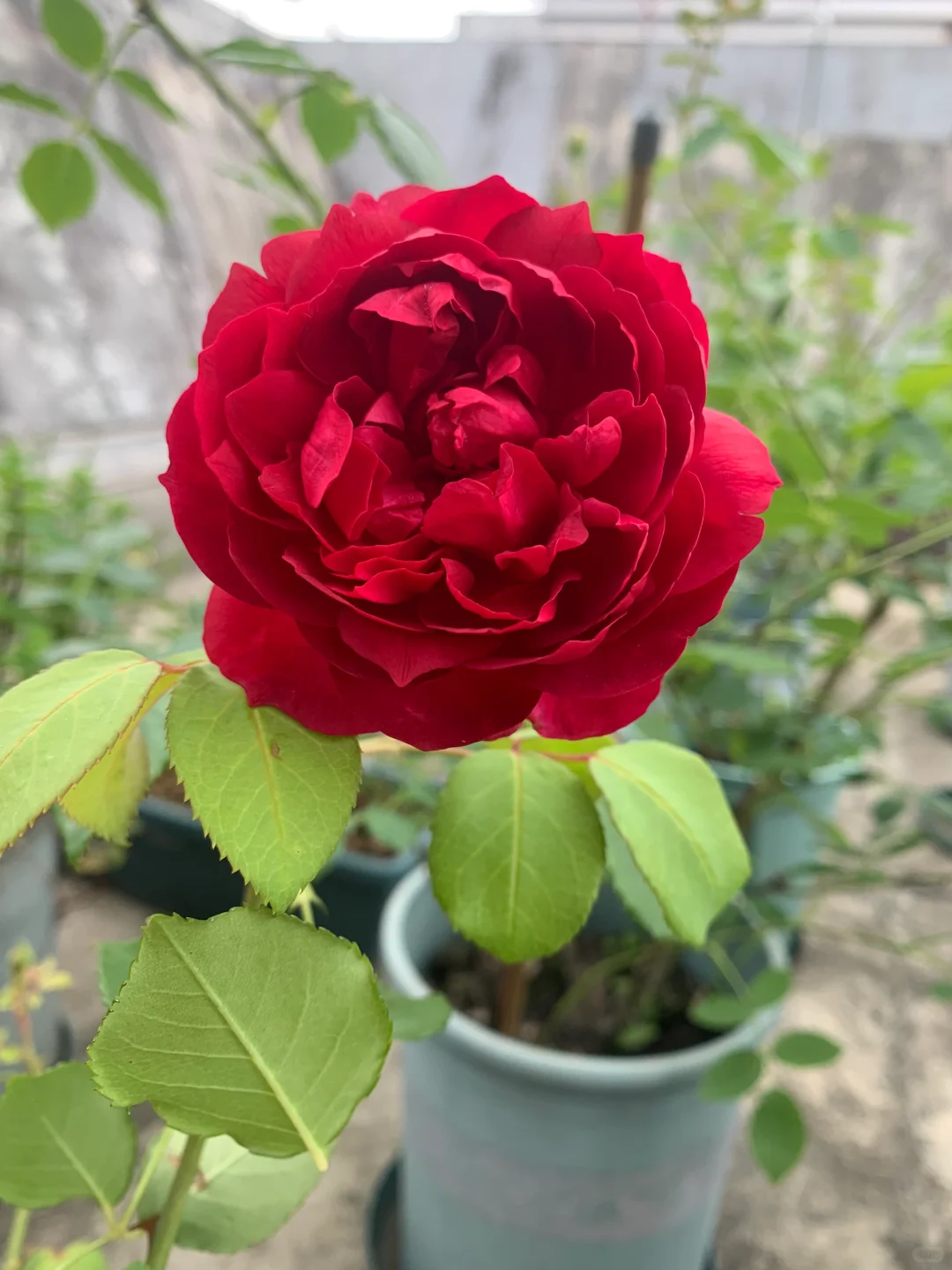 芬芳扑鼻、娇艳可人的梅子布丁