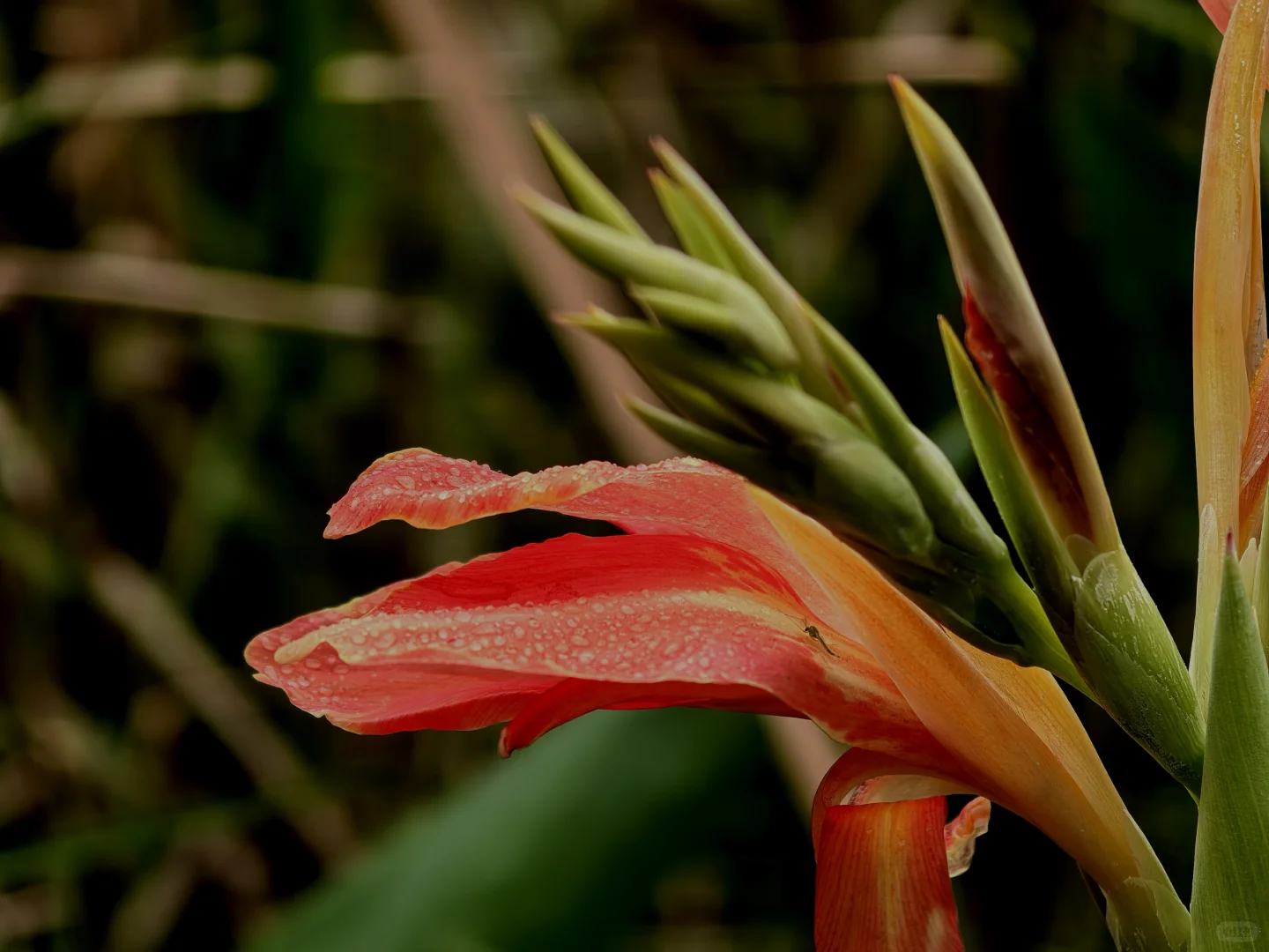 娇艳欲滴的美人蕉☔️