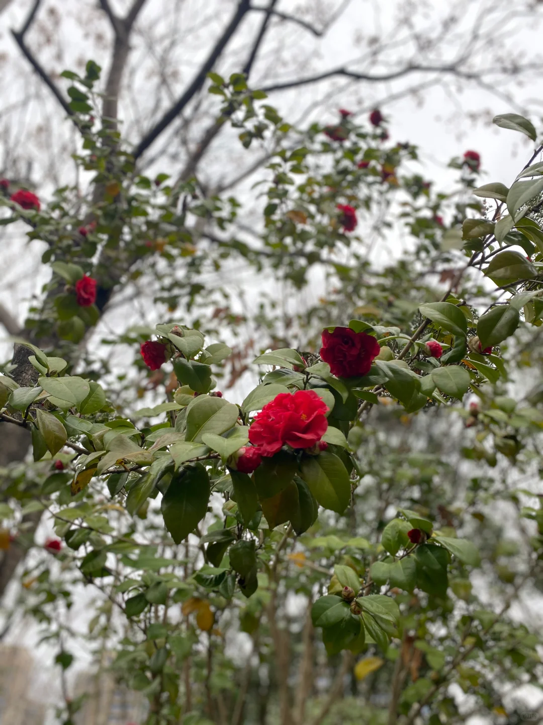 娇艳欲滴红美人