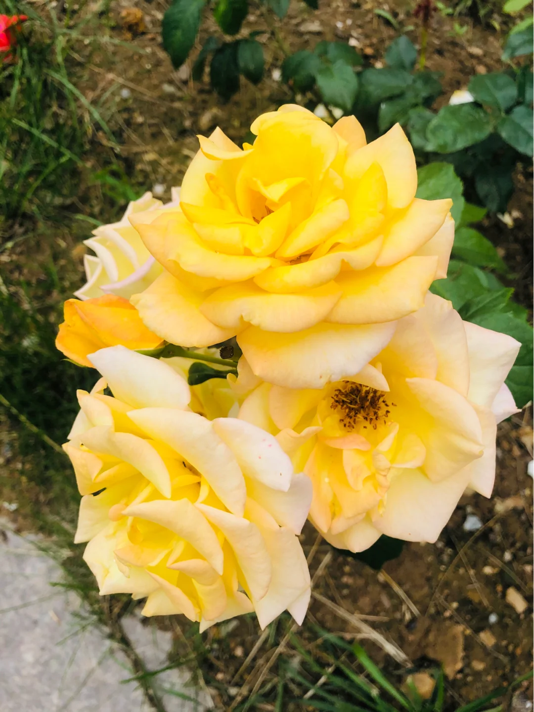 “娇艳欲滴” ——随手拍记