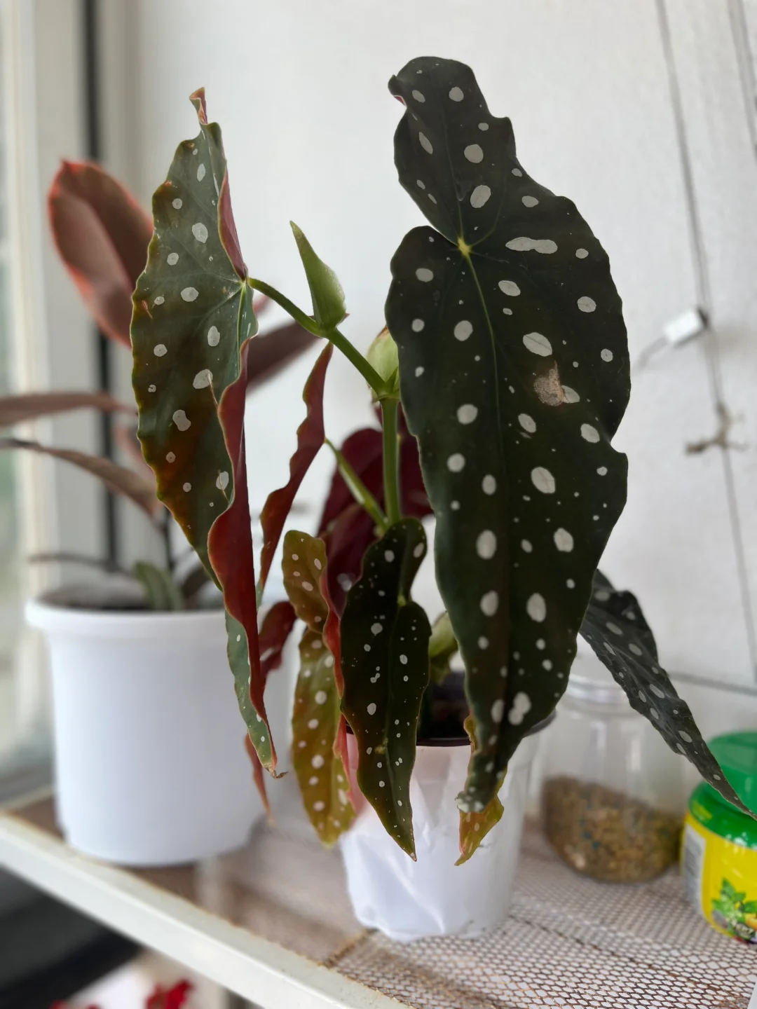 生机勃勃的春天