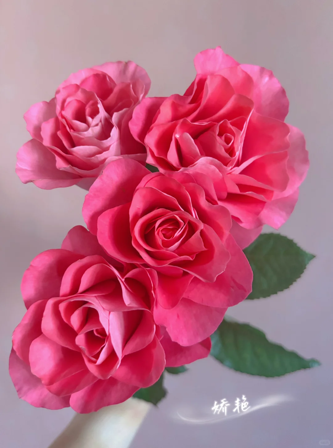 🌺玫瑰的故事1️⃣6️⃣5️⃣ 缤纷 娇艳