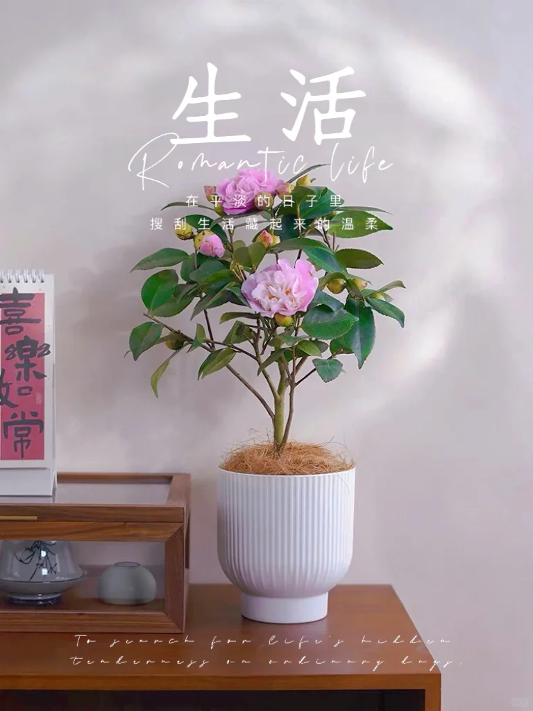 ✨暗香浮动，宛若仙子的茶花——香妃✨