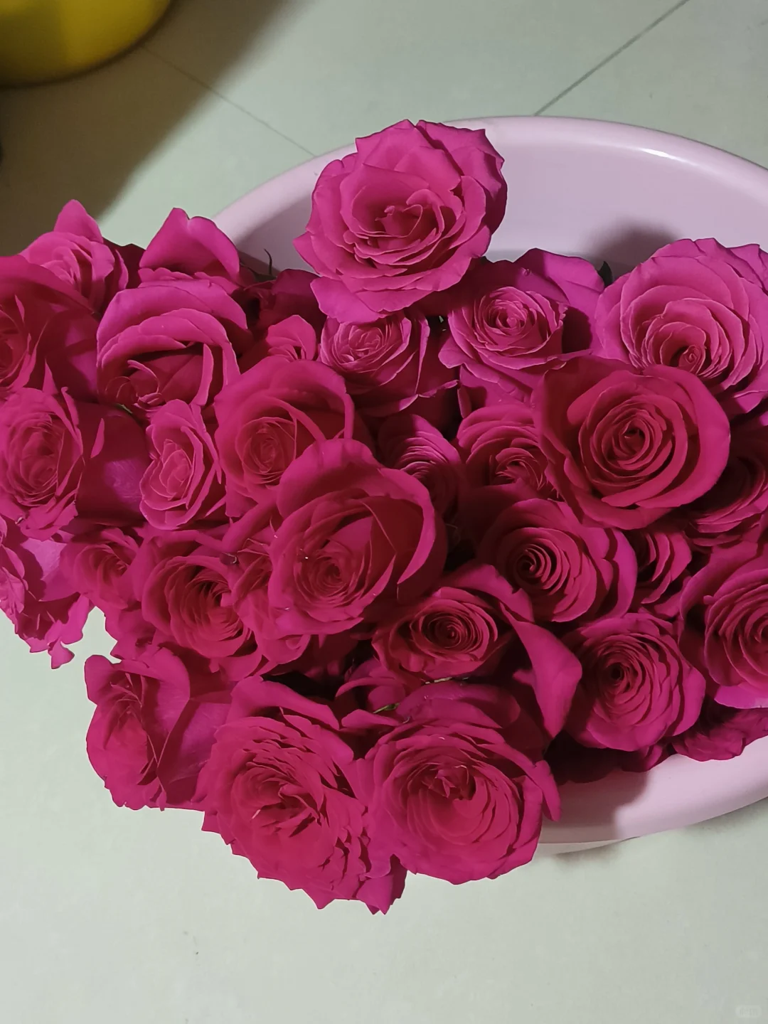 会受伤但难抵娇艳欲滴