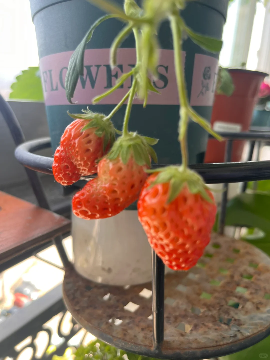 生机勃勃的春天