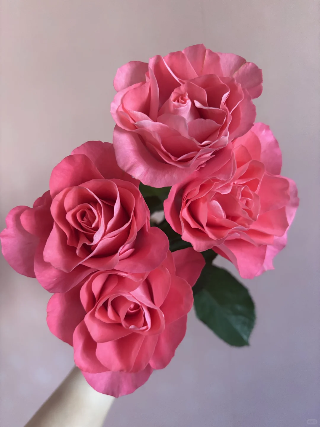 🌺玫瑰的故事1️⃣6️⃣5️⃣ 缤纷 娇艳