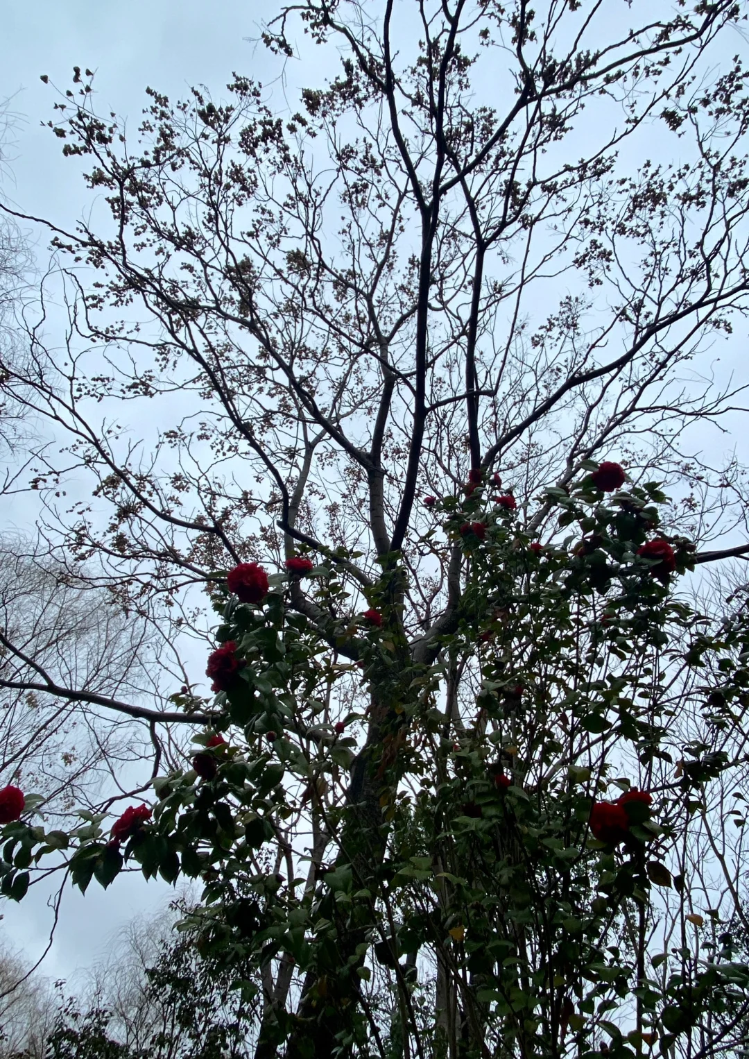 娇艳欲滴红美人