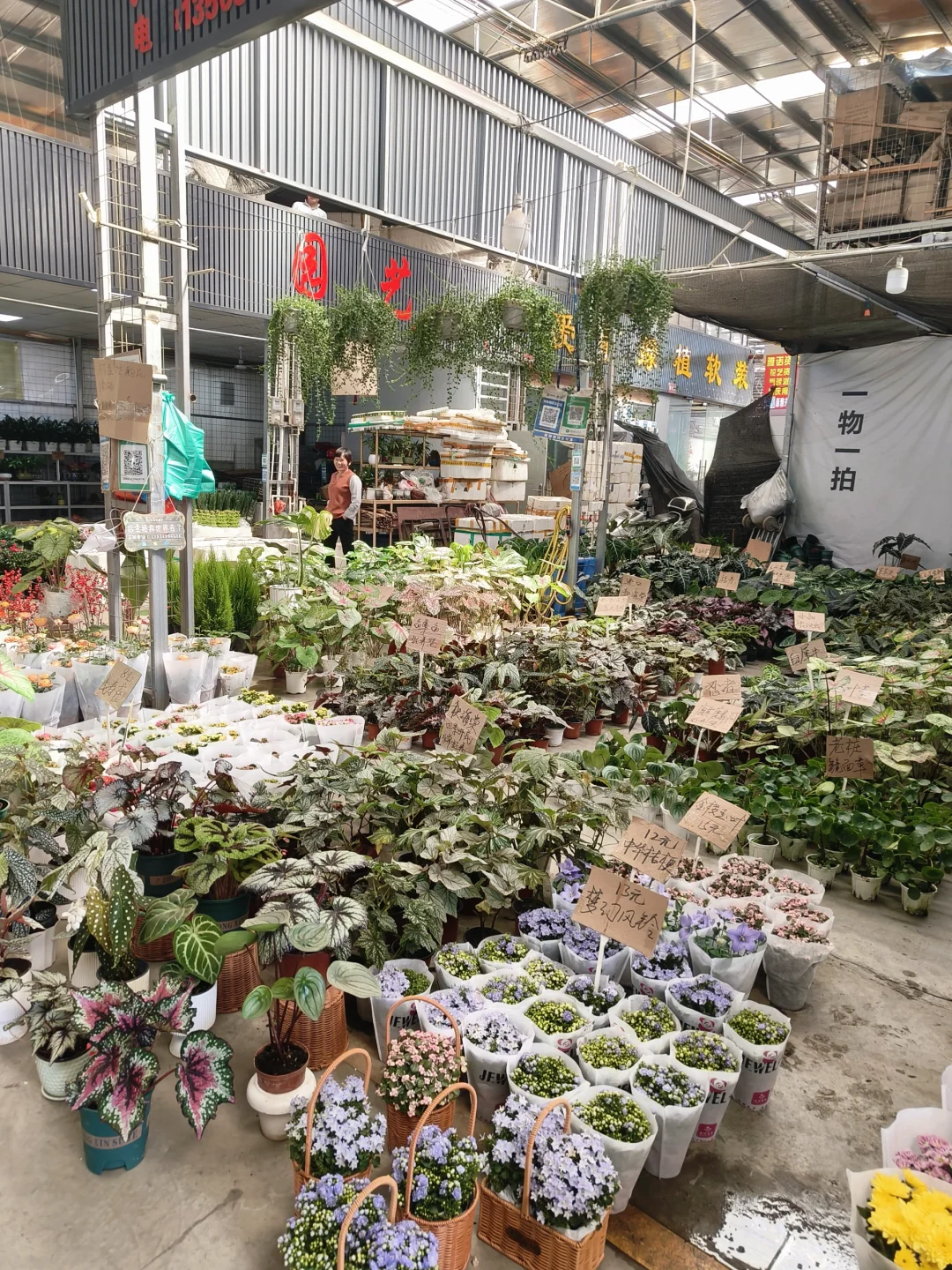 🌸 岭南花卉市场，买花好去处！🌺