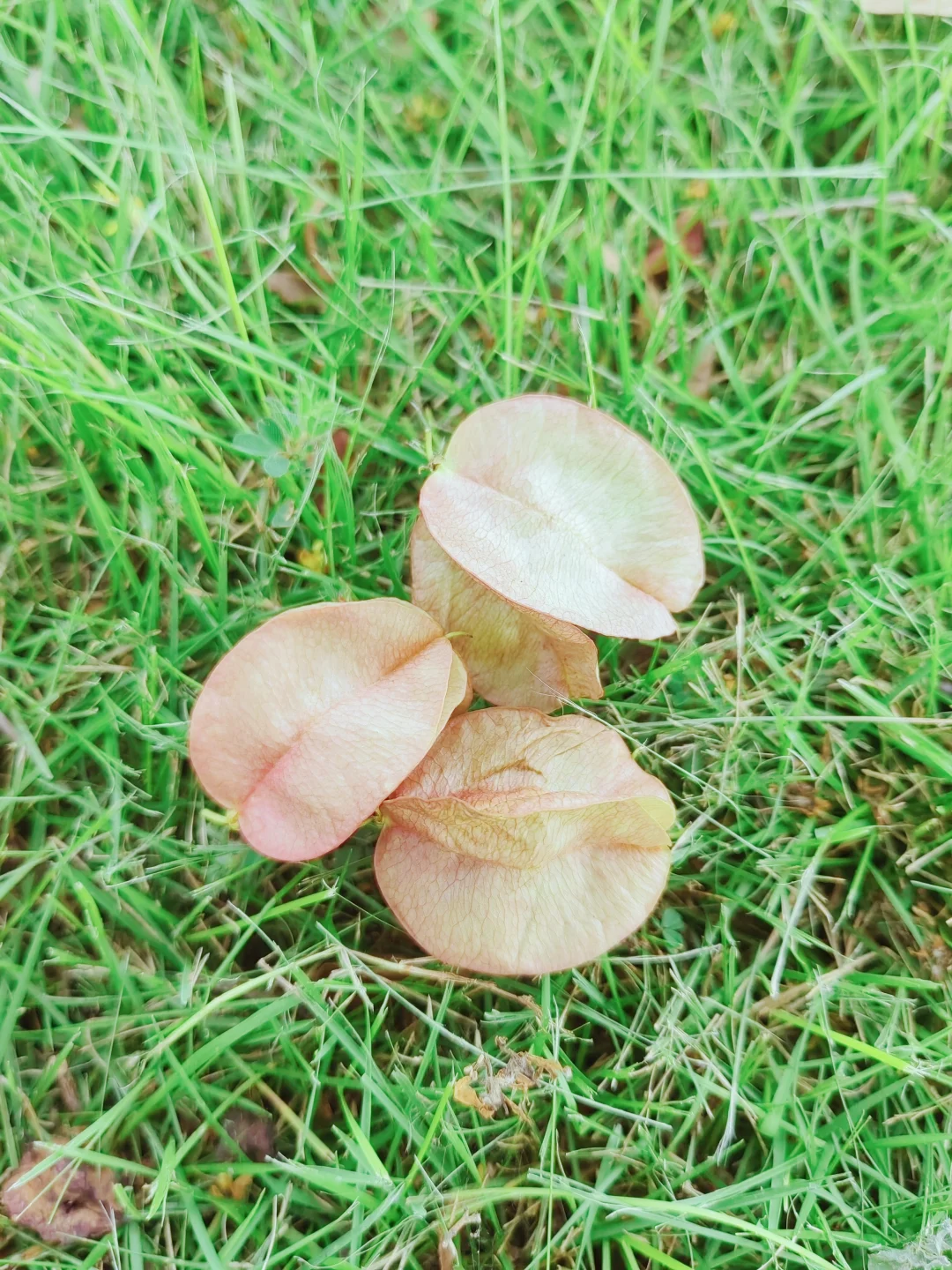 我再一次与秋日作别