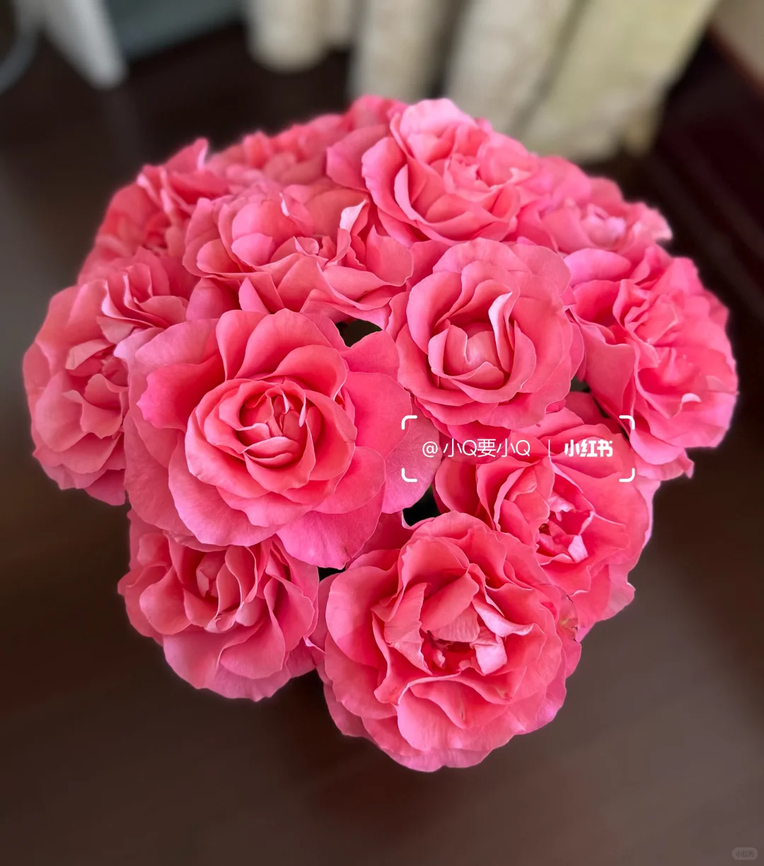 缤纷育种｜单头｜娇艳