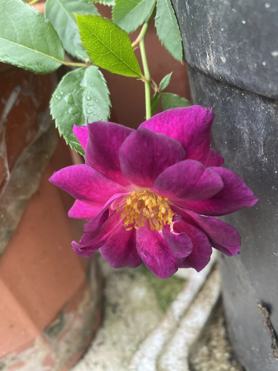 小园缤纷多彩的玫瑰花争艳绽放