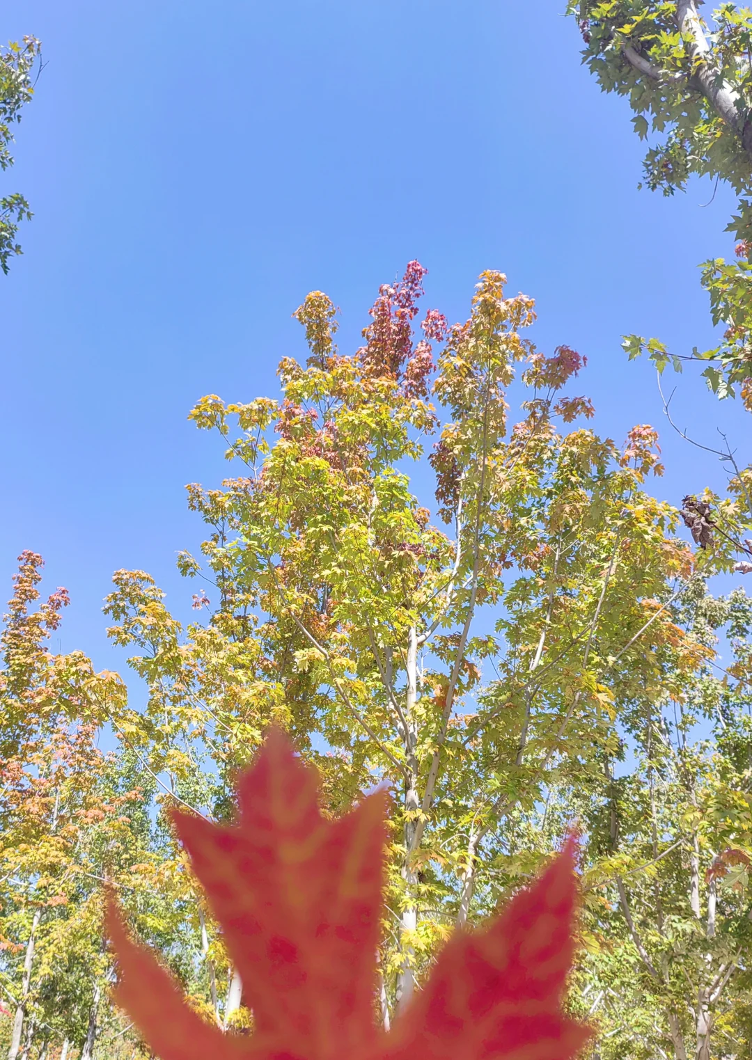 我再一次与秋日作别