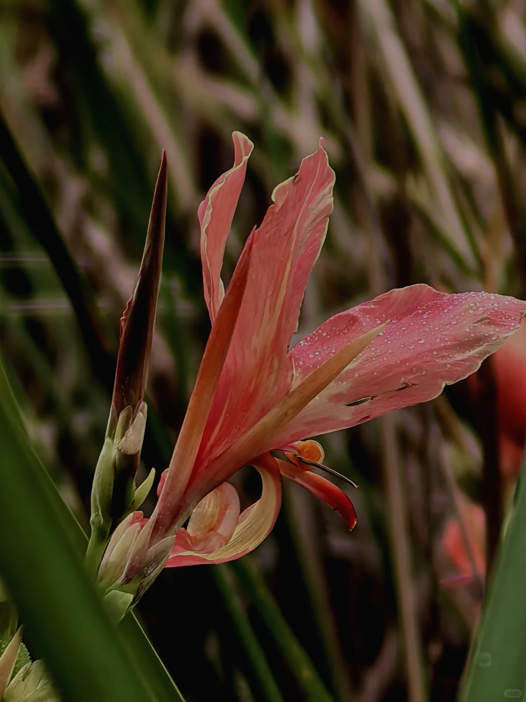 娇艳欲滴的美人蕉☔️