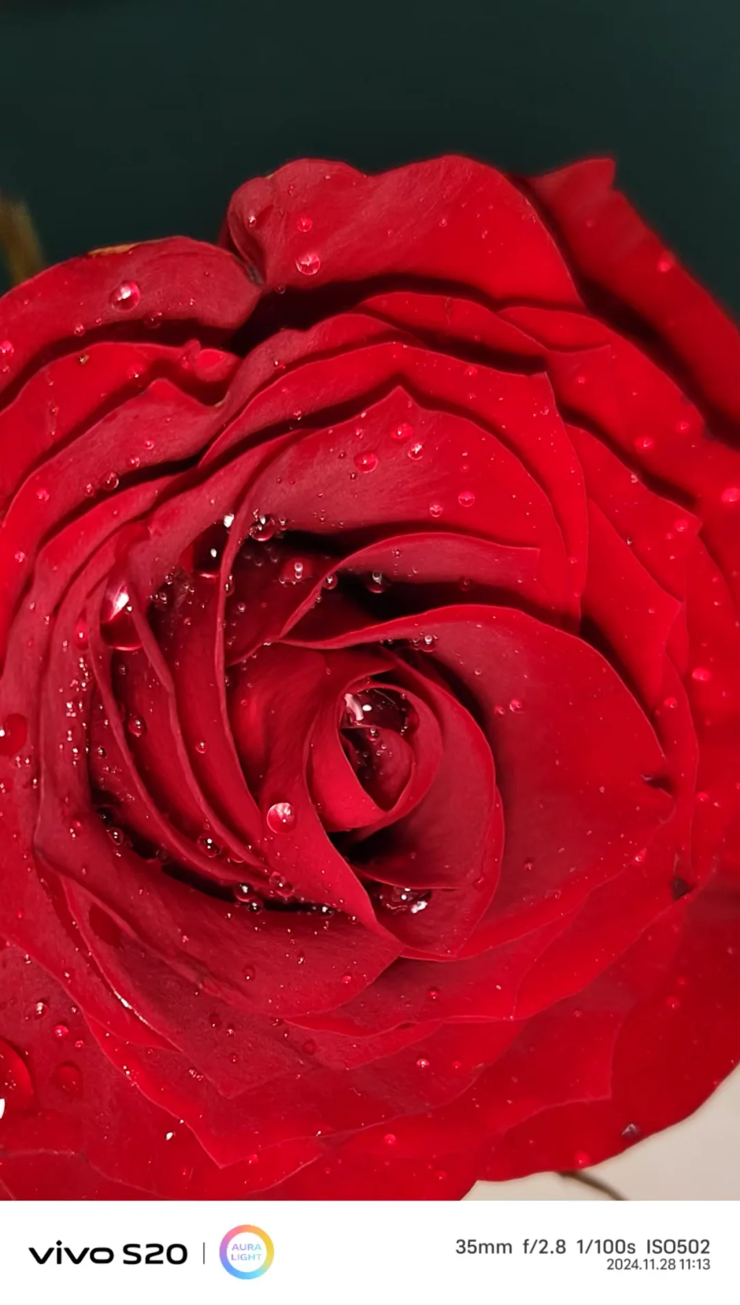 **💐鲜花与佳人,美丽共绽放🌹**