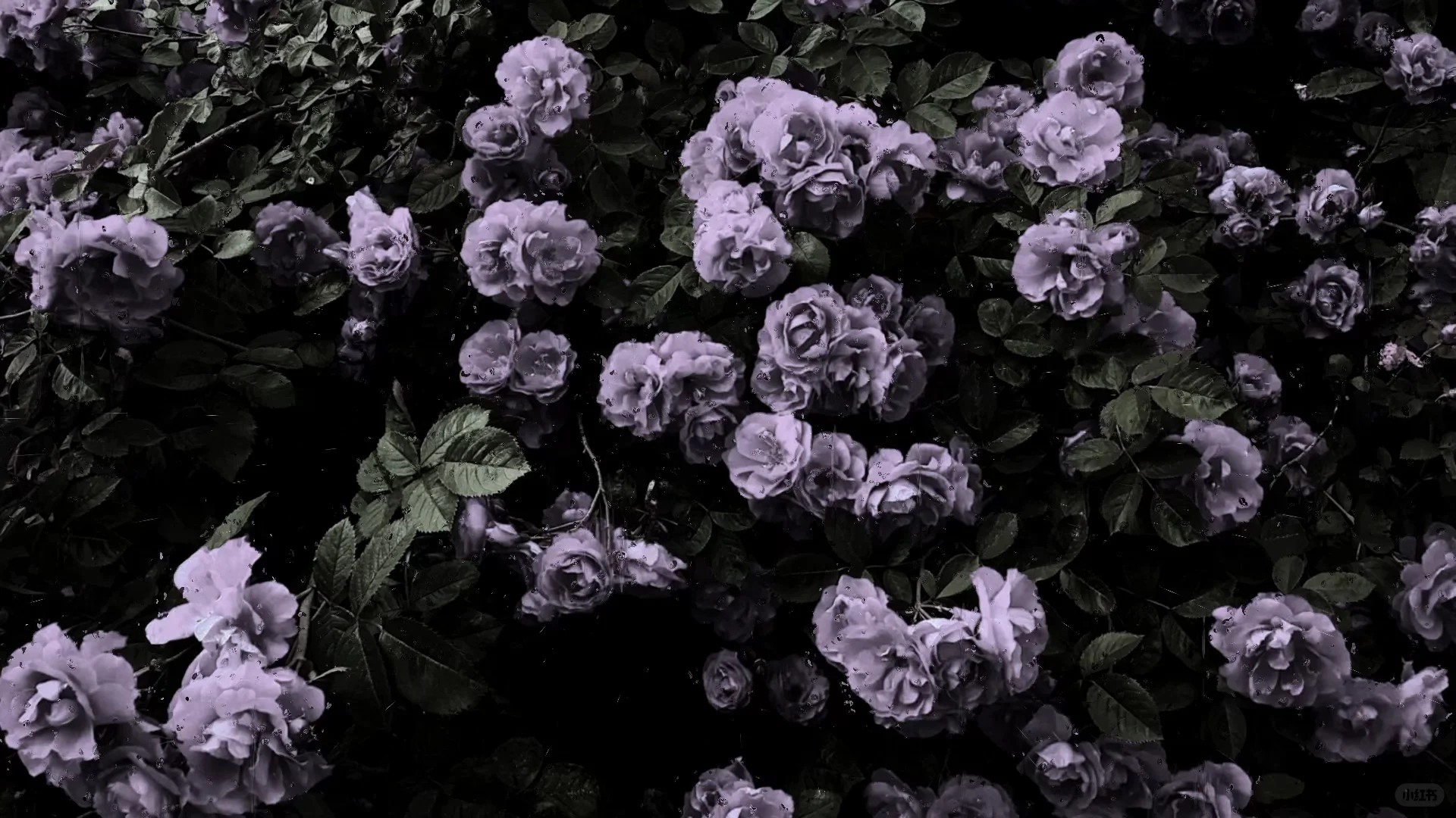 动态壁纸分享第101期