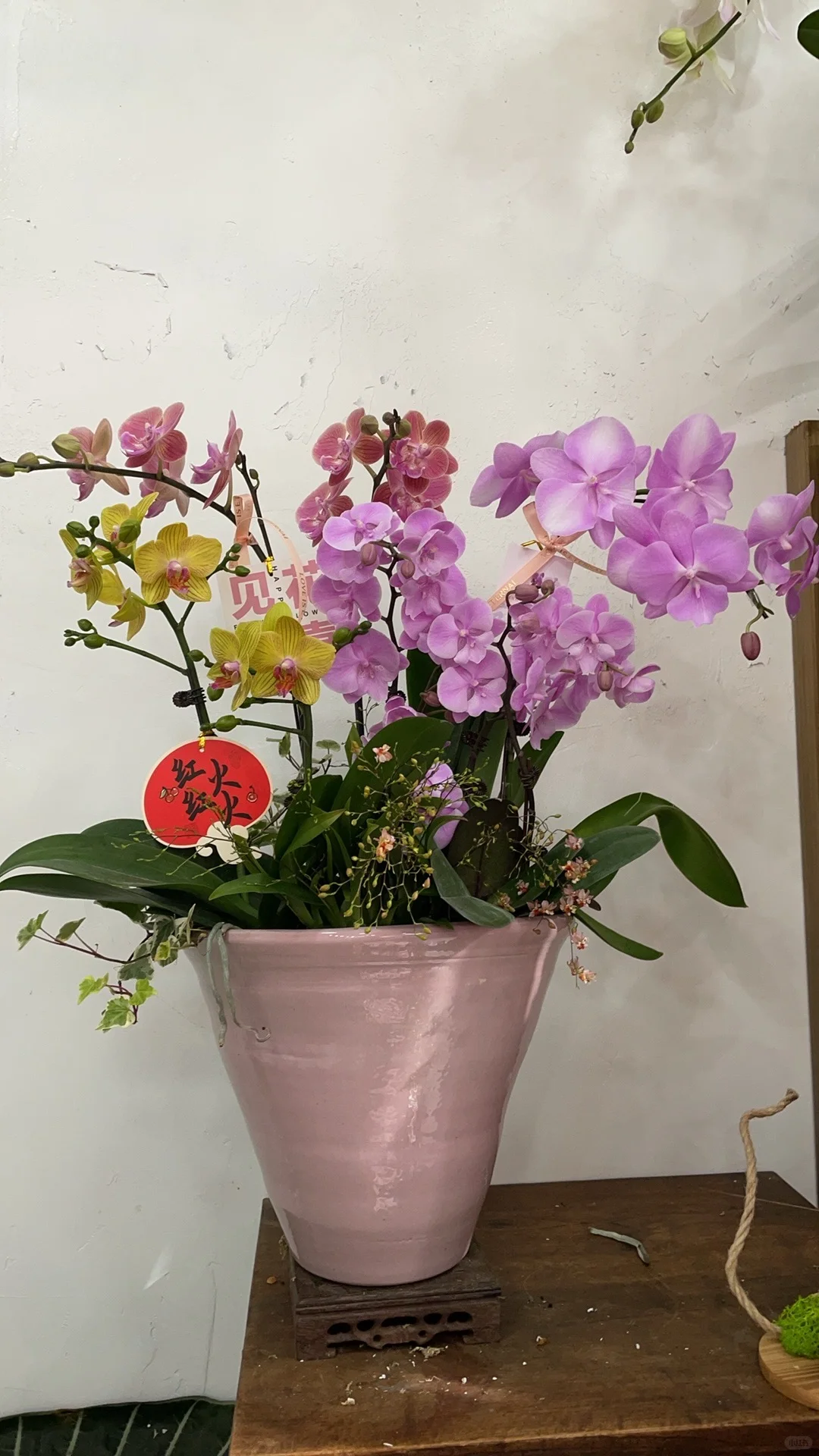 重庆蝴蝶兰批发、主城区可送货上门