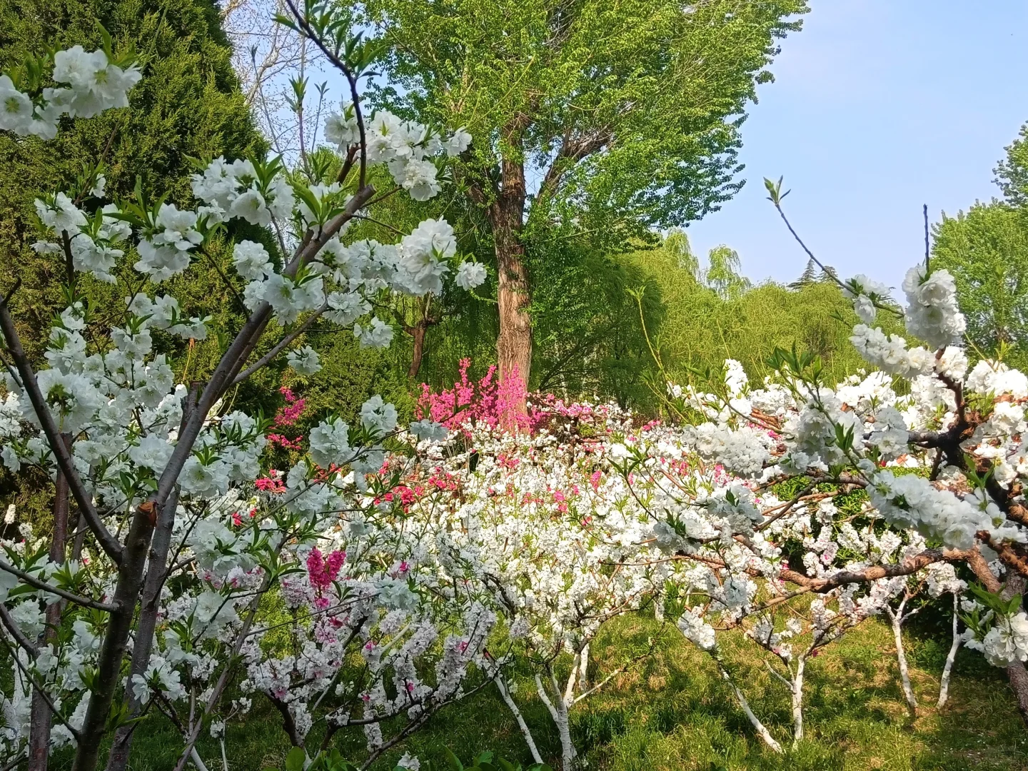 碧桃开满枝📍华灼特风姿