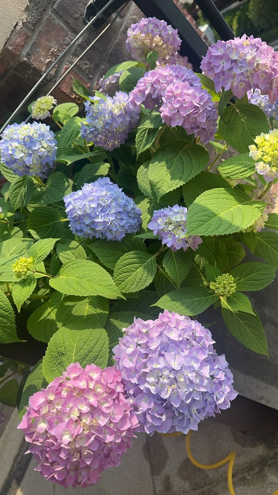 花开季节，娇艳欲滴，活力四射！