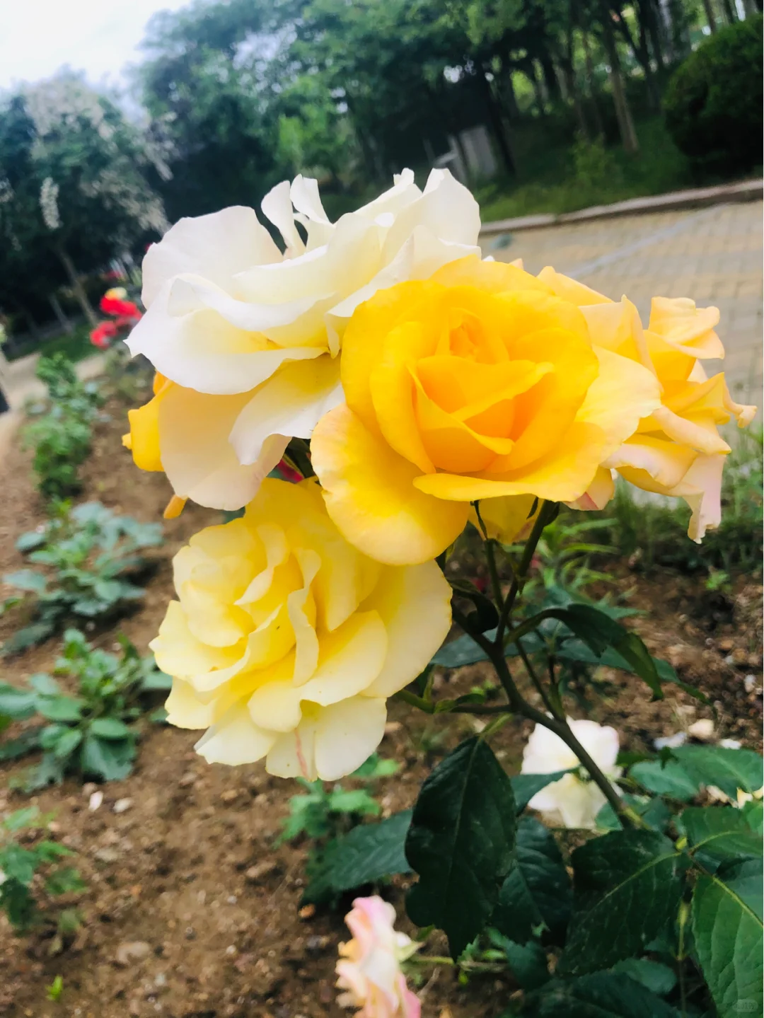 “娇艳欲滴” ——随手拍记