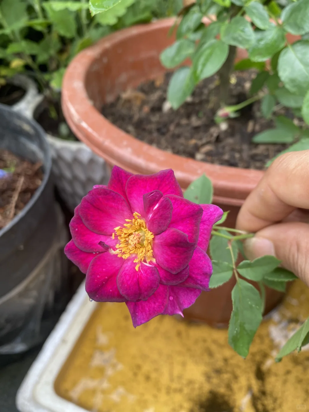 小园缤纷多彩的玫瑰花争艳绽放