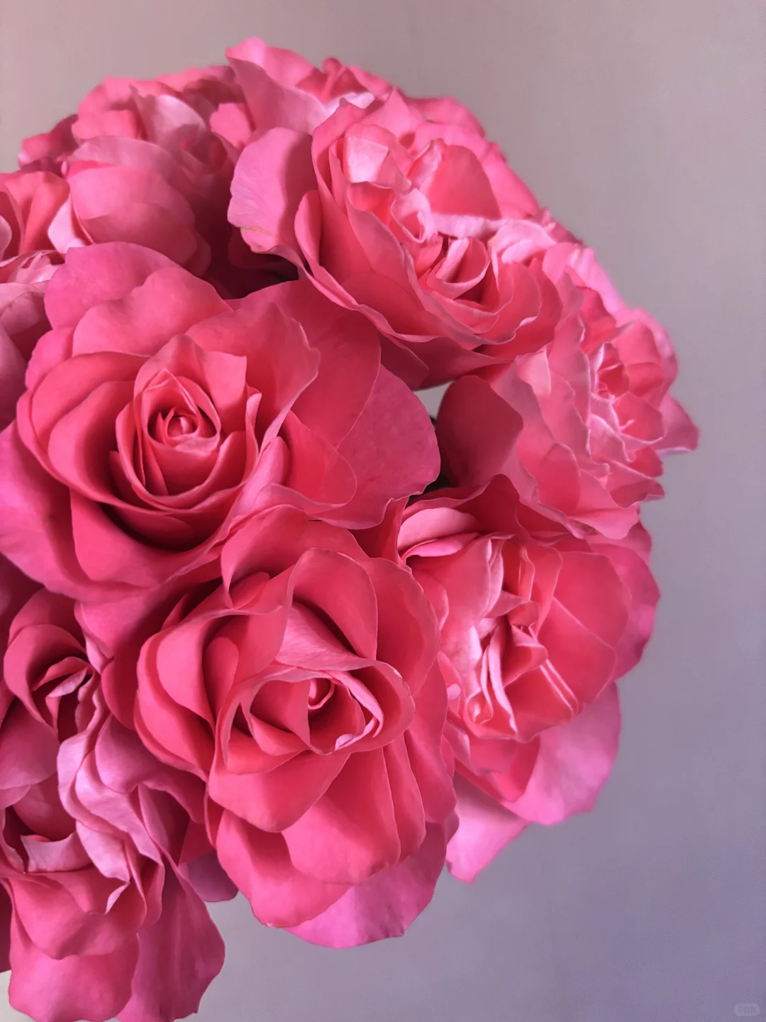 🌺玫瑰的故事1️⃣6️⃣5️⃣ 缤纷 娇艳