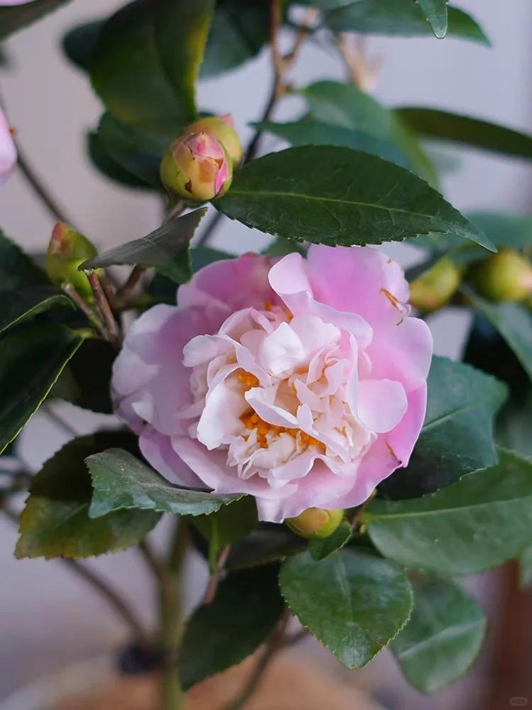 ✨暗香浮动，宛若仙子的茶花——香妃✨