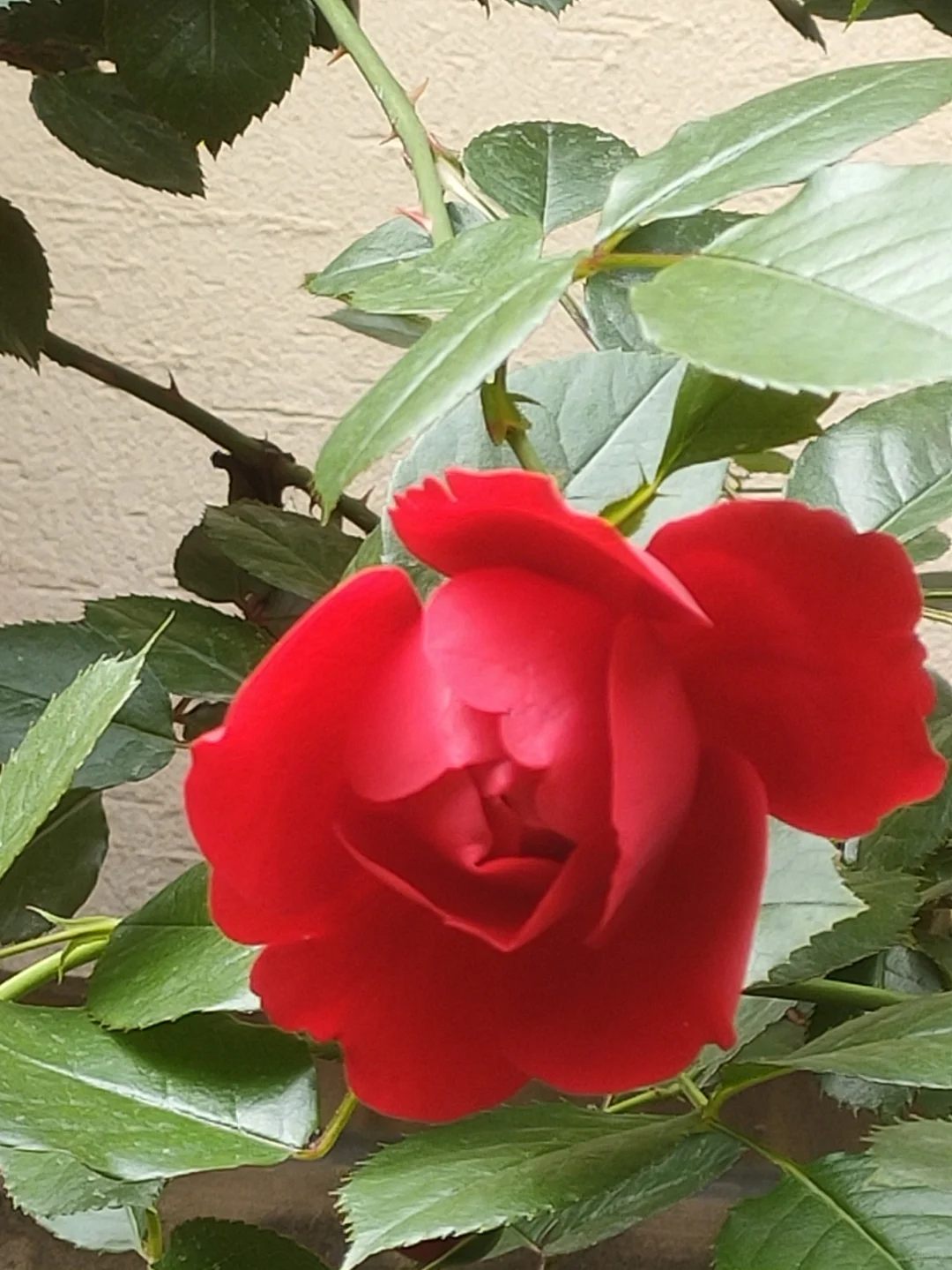 噢，我的月季皇后