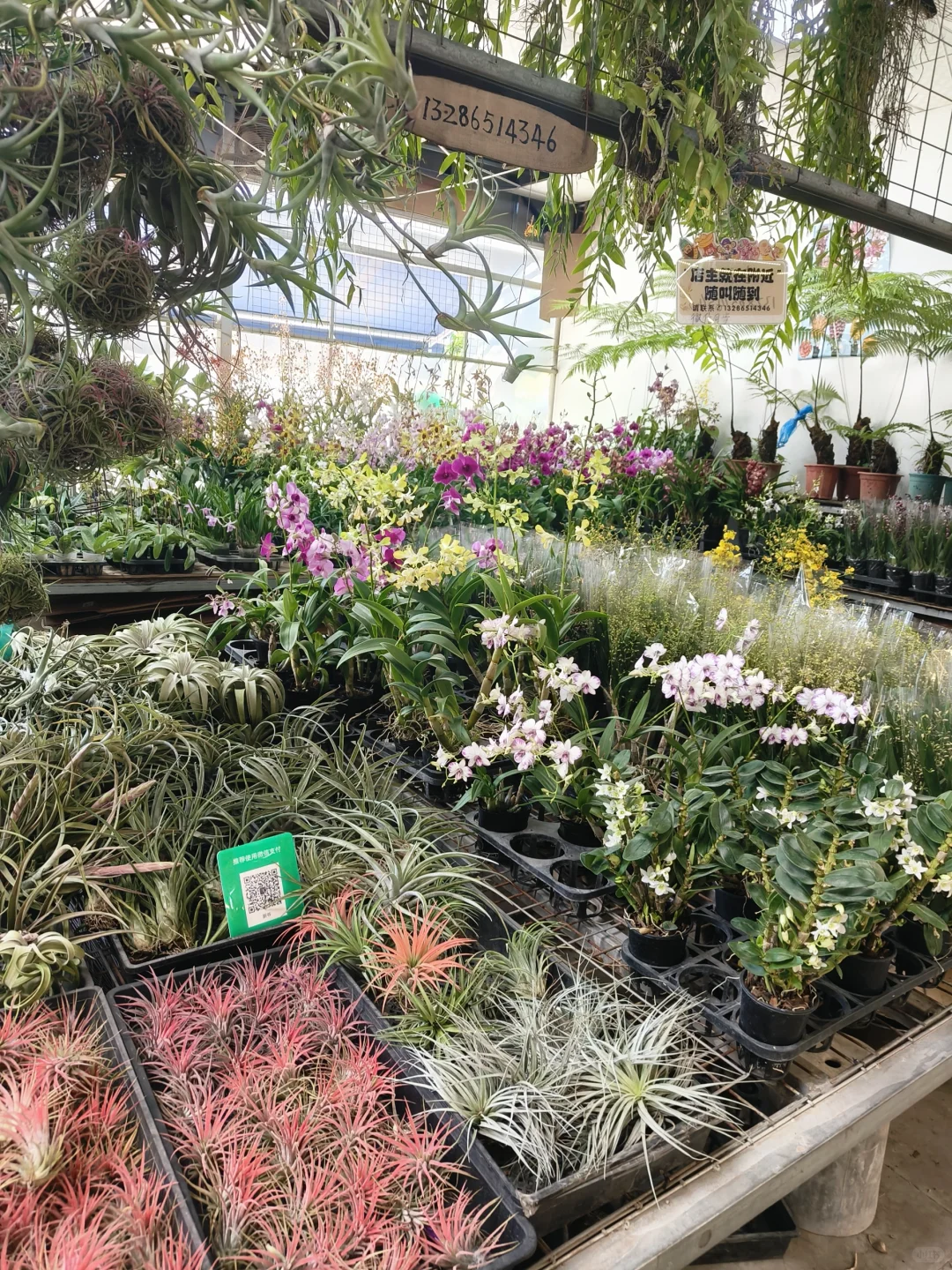 🌸 岭南花卉市场，买花好去处！🌺