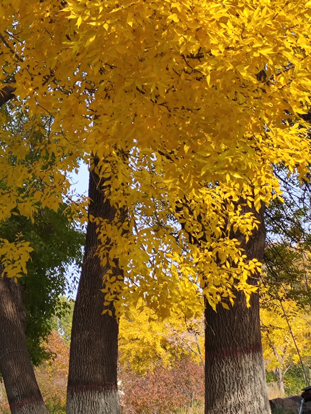 这里的深秋,很美