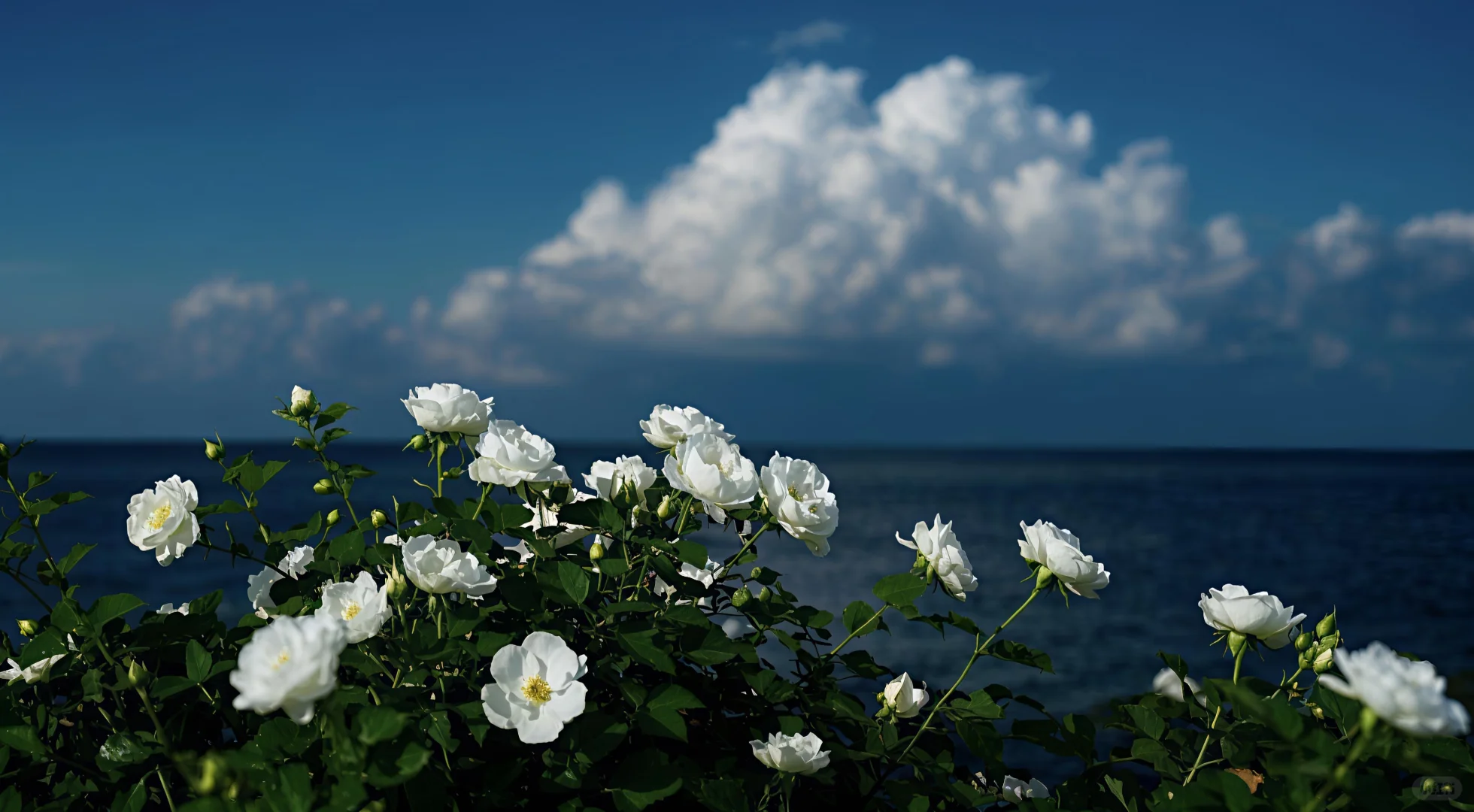 𝐬𝐡𝐚𝐫𝐞｜超唯美ins风iPad壁纸