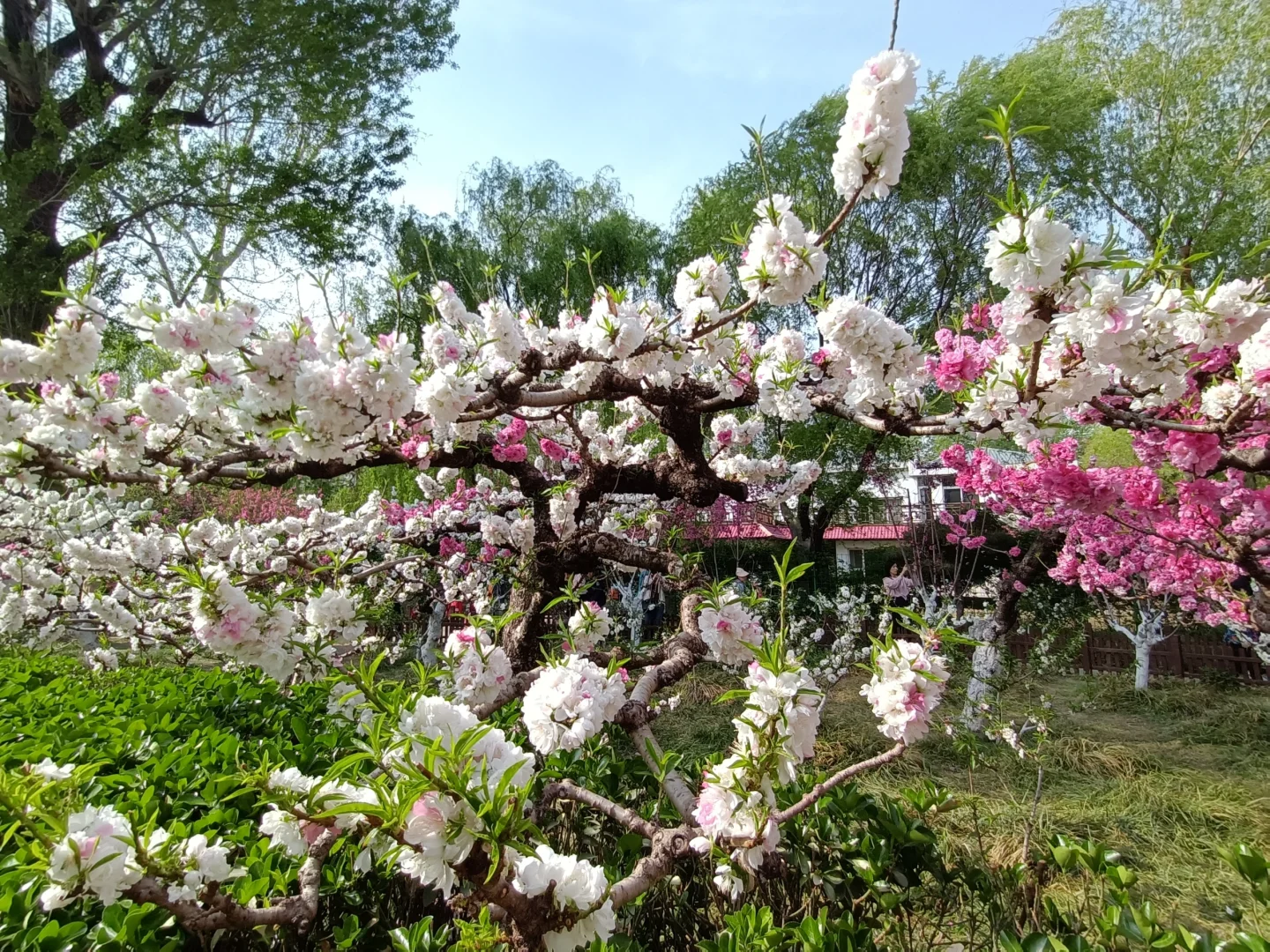碧桃开满枝📍华灼特风姿