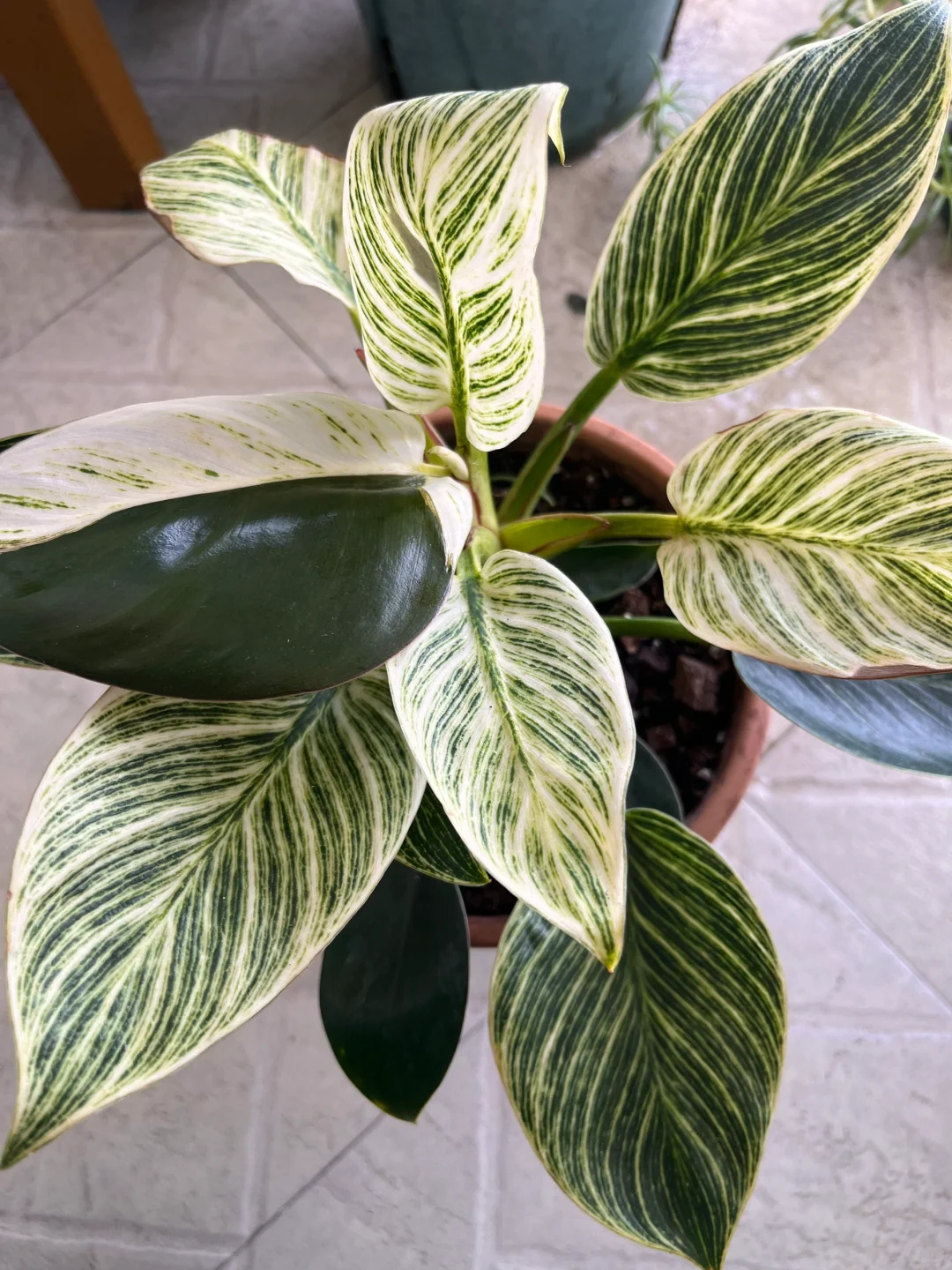 生机勃勃的春天