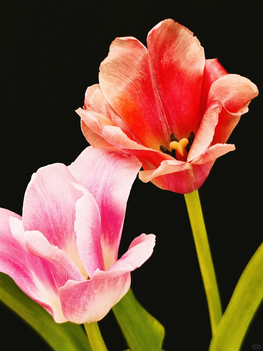 她美丽的令人窒息