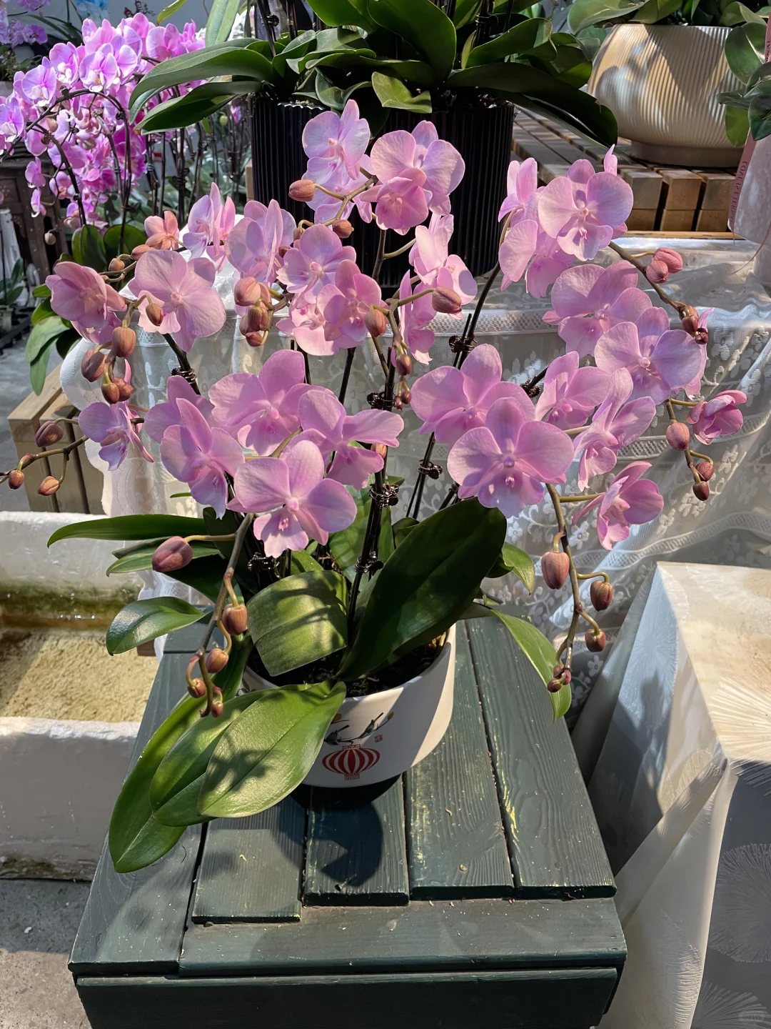 重庆蝴蝶兰批发、主城区可送货上门