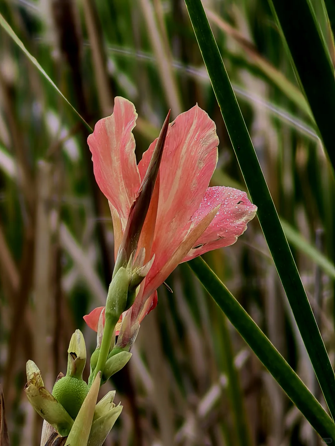 娇艳欲滴的美人蕉☔️