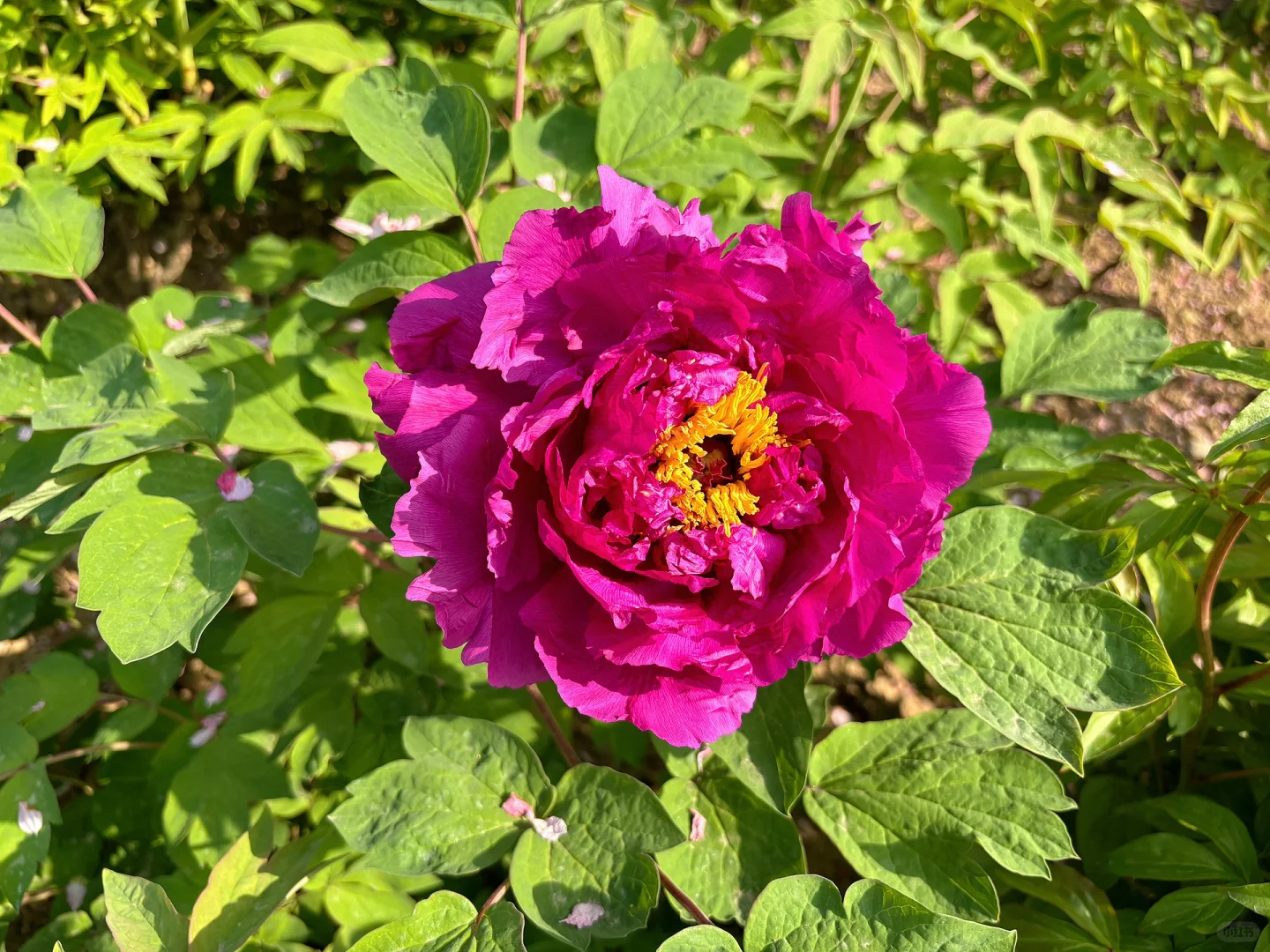 以牡丹之名，赴春天之约