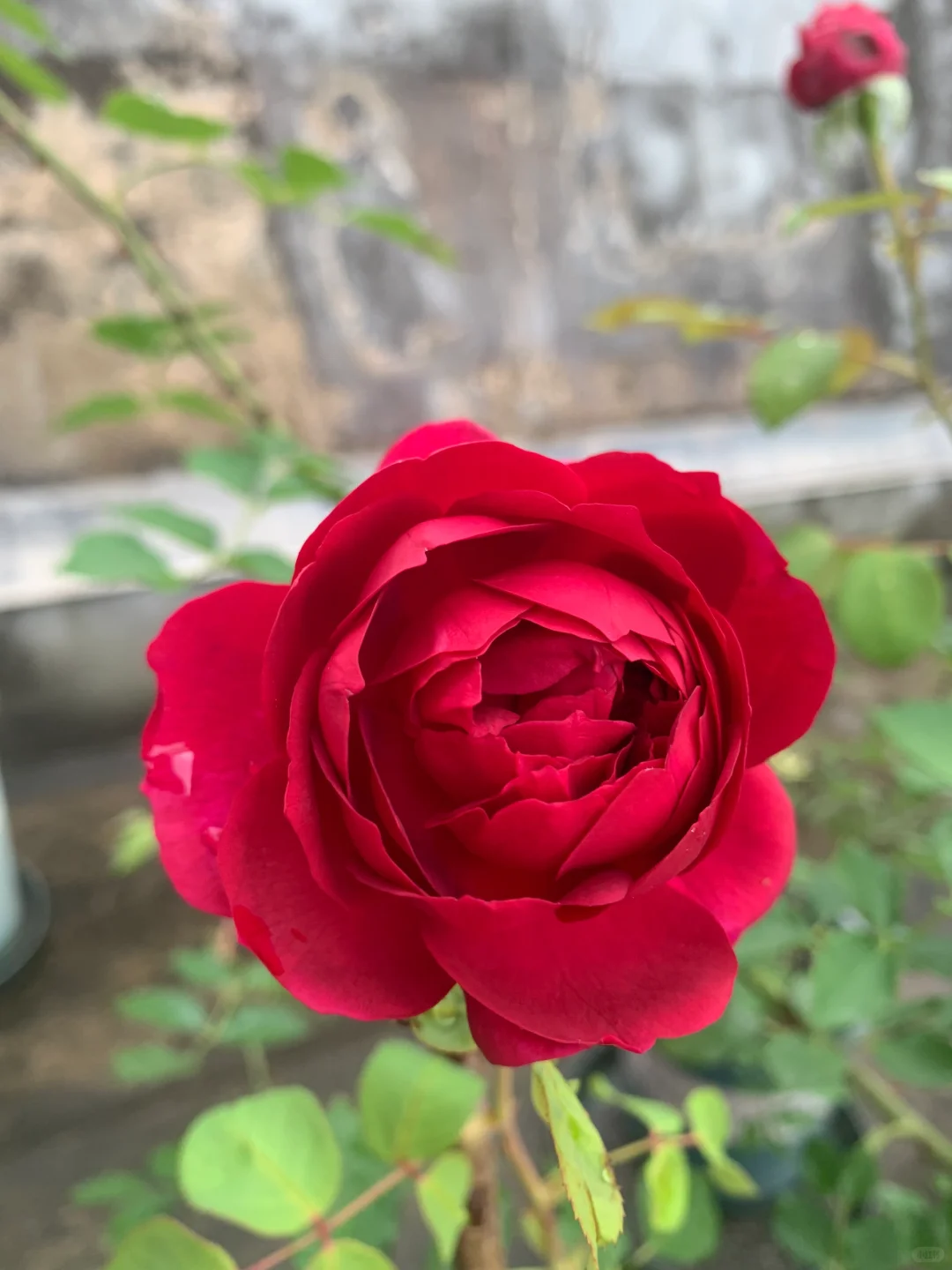 芬芳扑鼻、娇艳可人的梅子布丁